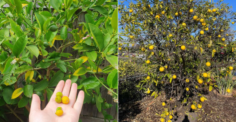 Why California Lemon Trees Drop Fruit Before It Ripens And How To Fix It