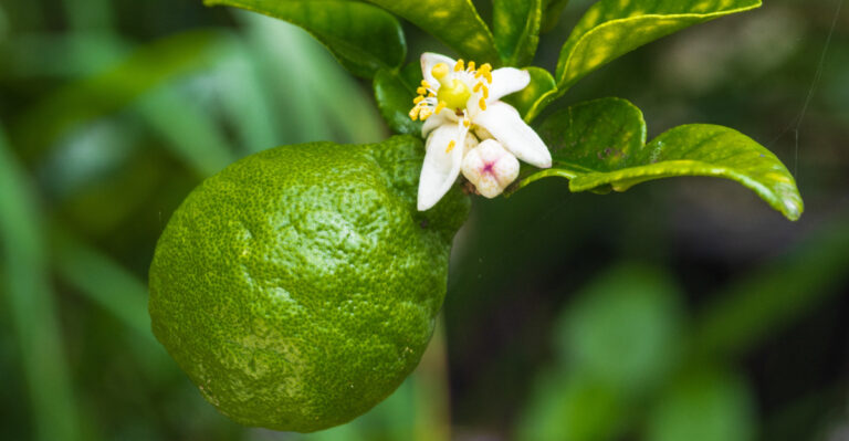 Why California Lime Trees Produce So Little Fruit And What To Change
