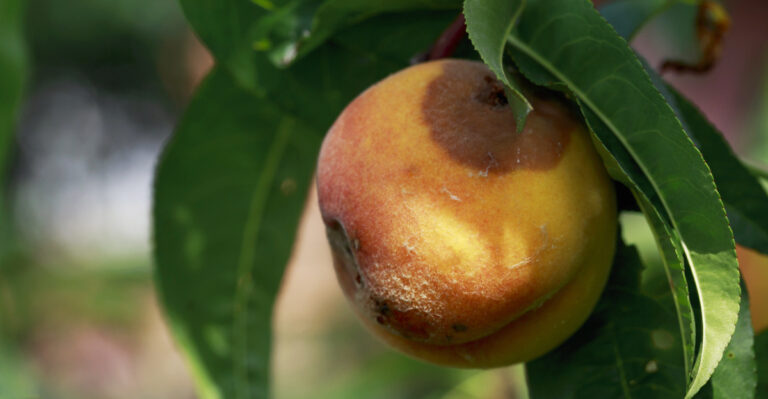 Why California Peaches Turn Brown Before You Can Pick Them