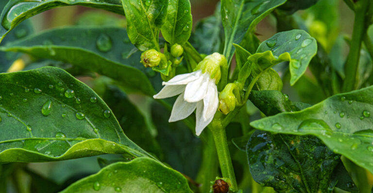 Why California Pepper Plants Drop Every Flower In Summer Heat