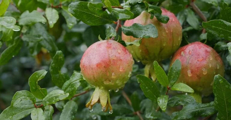 Why California Pomegranate Trees Drop Fruit Before It Ripens