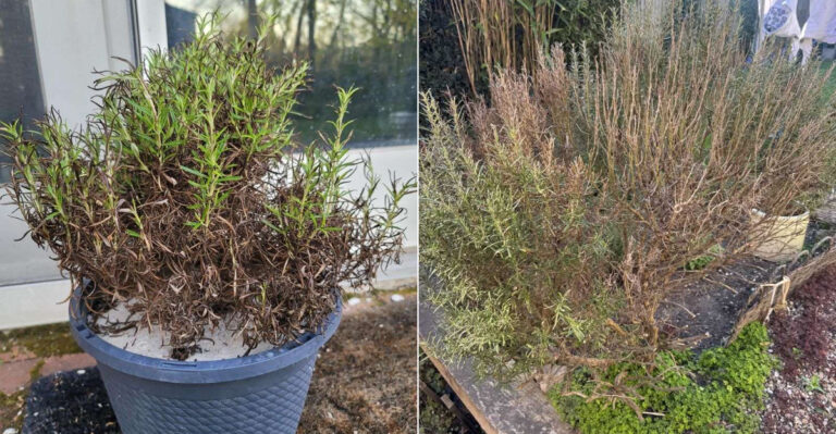 Why California Rosemary Turns Brown In The Middle And How To Bring It Back