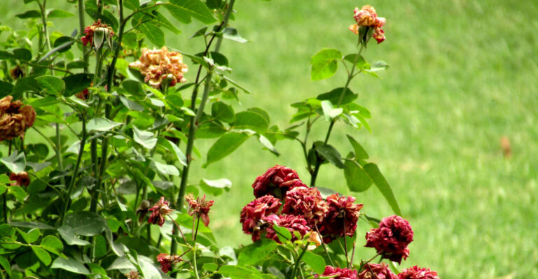 Why California Roses Go Dormant In Summer And Whether You Should Help Them