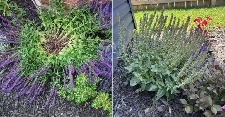 Why California Salvia Plants Flop Over In Summer And The Simple Fix