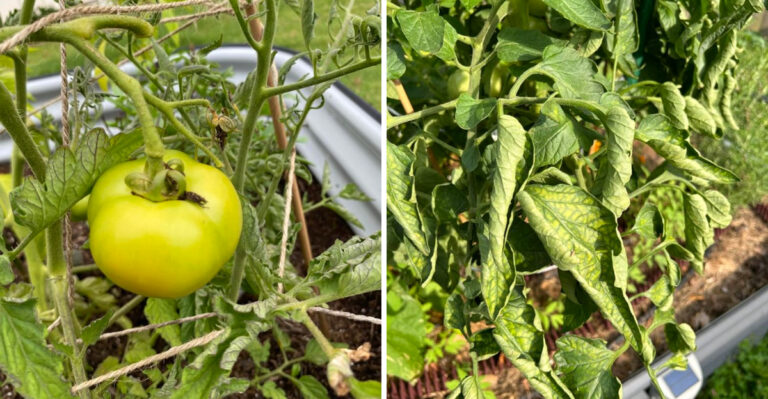 Why California Tomato Leaves Curl In Summer And How To Fix It