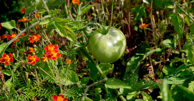 Why California Tomatoes Stop Setting Fruit When Temperatures Hit 95