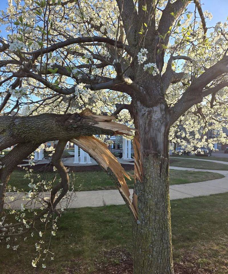 Why Callery Pear Trees Are Being Restricted In Michigan