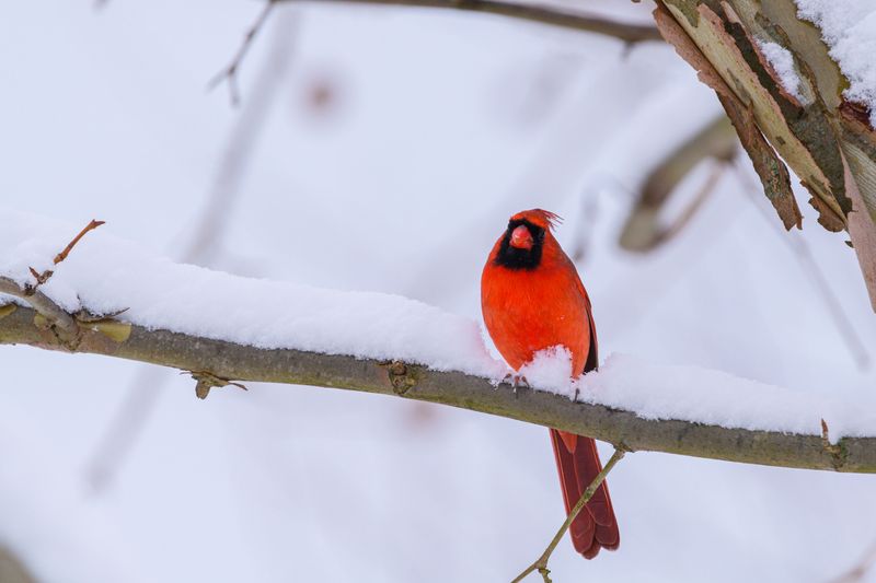 Why Cardinals Stay In Nebraska Yards Year-Round