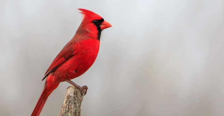 Why Cardinals Visit Rhode Island Yards And What It Means