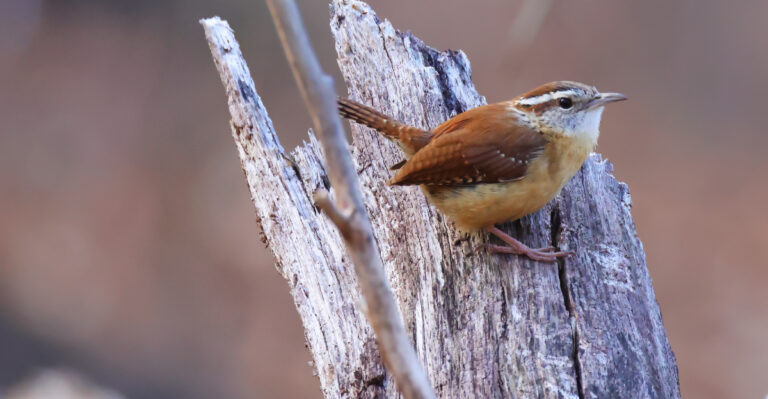 Carolina wrens (featured image)