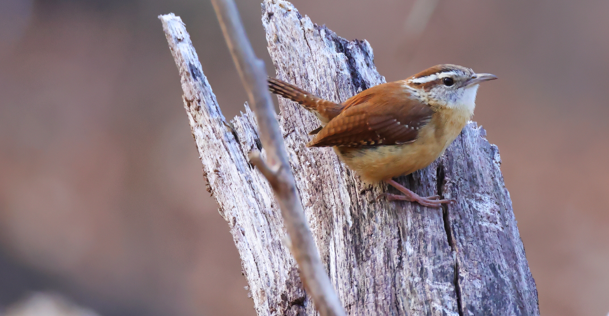 Carolina wrens (featured image)