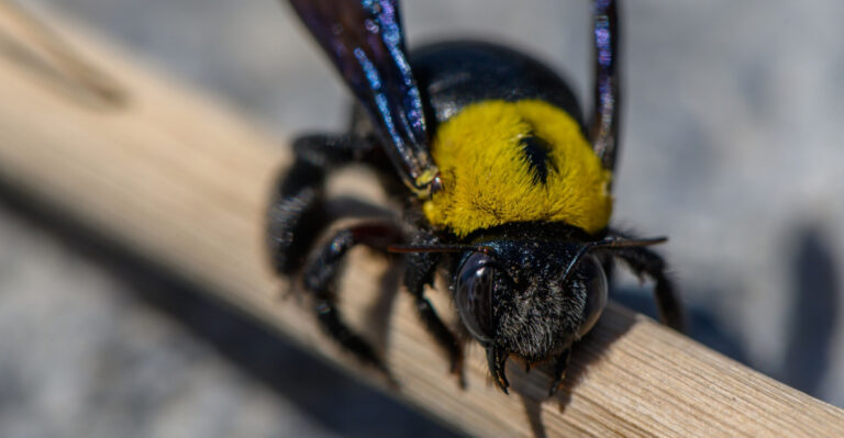 Why Carpenter Bee Problems Peak In June In North Carolina And What To Do About It