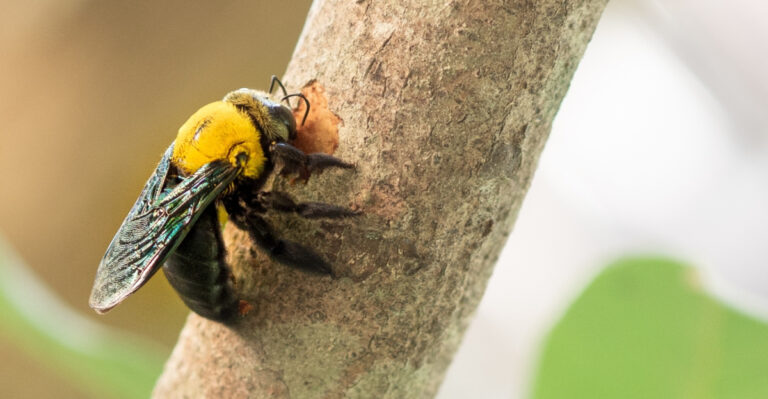 Why Carpenter Bees Are Choosing Your Delaware Porch This Spring