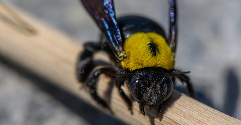 Why Carpenter Bees Keep Coming Back To Illinois Porches Every Spring