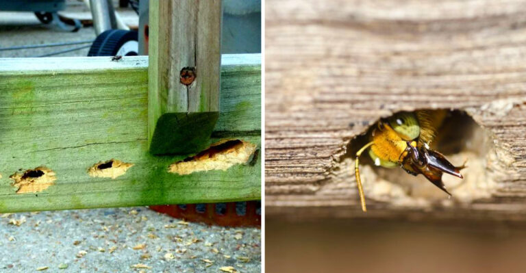 Why Carpenter Bees Keep Coming Back To The Same Spots Around Your North Carolina Home