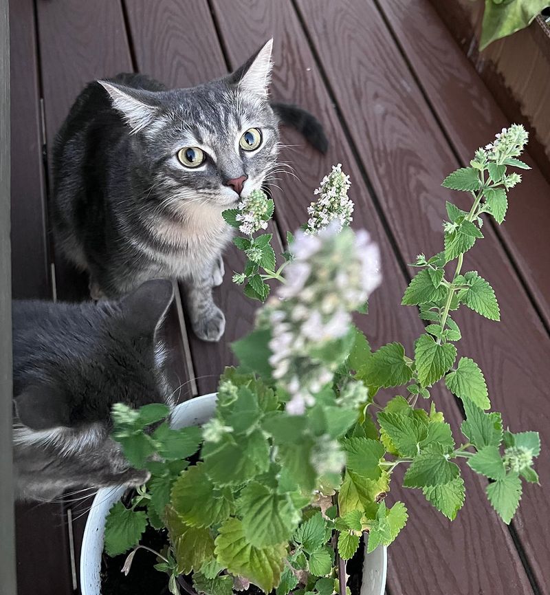 Why Catnip Works So Well As A Patio Plant