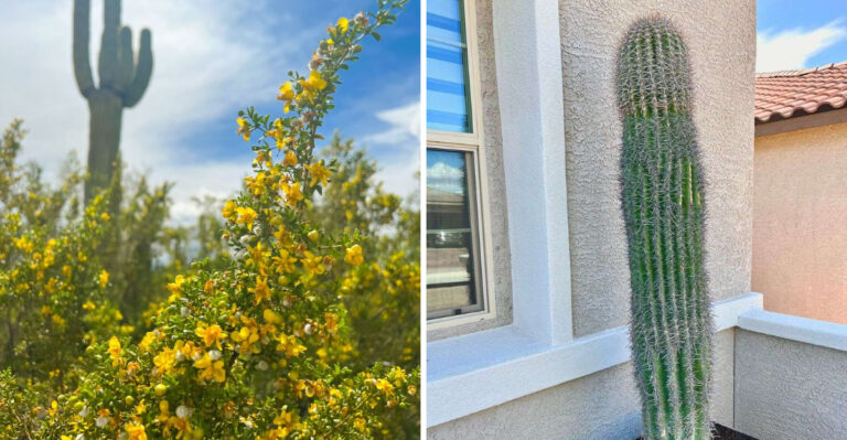 Why Certain Arizona Plants Stay Green While Others Fade In Summer