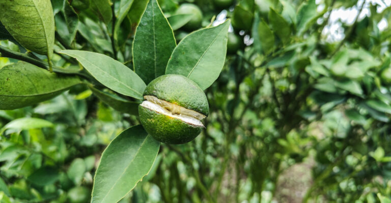 Why Citrus Fruit Splits On The Tree In California And How To Stop It