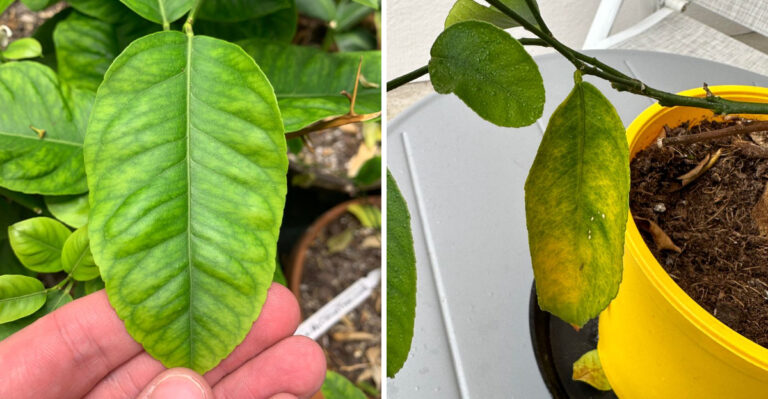 Why Citrus Leaves Turn Yellow In June In Florida And How To Fix It