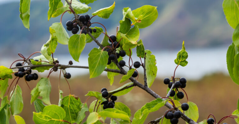 Why Connecticut Conservation Groups Are Targeting Common Buckthorn This Summer