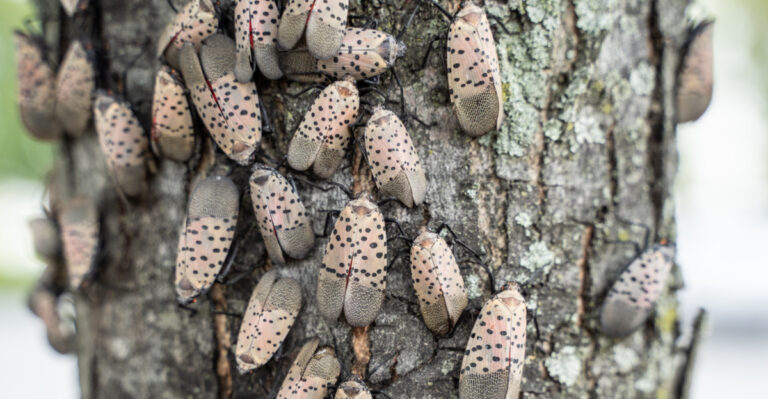 Why Connecticut Yards Are Overrun With Spotted Lanternflies This Summer