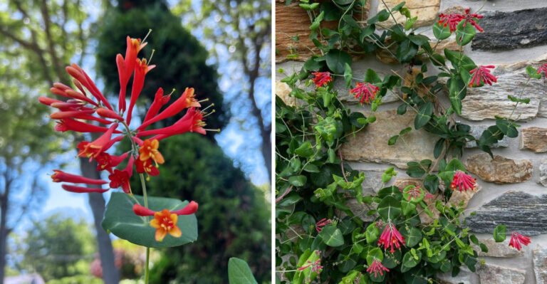 Why Coral Honeysuckle Is One Of Georgia’s Most Valuable Native Vines