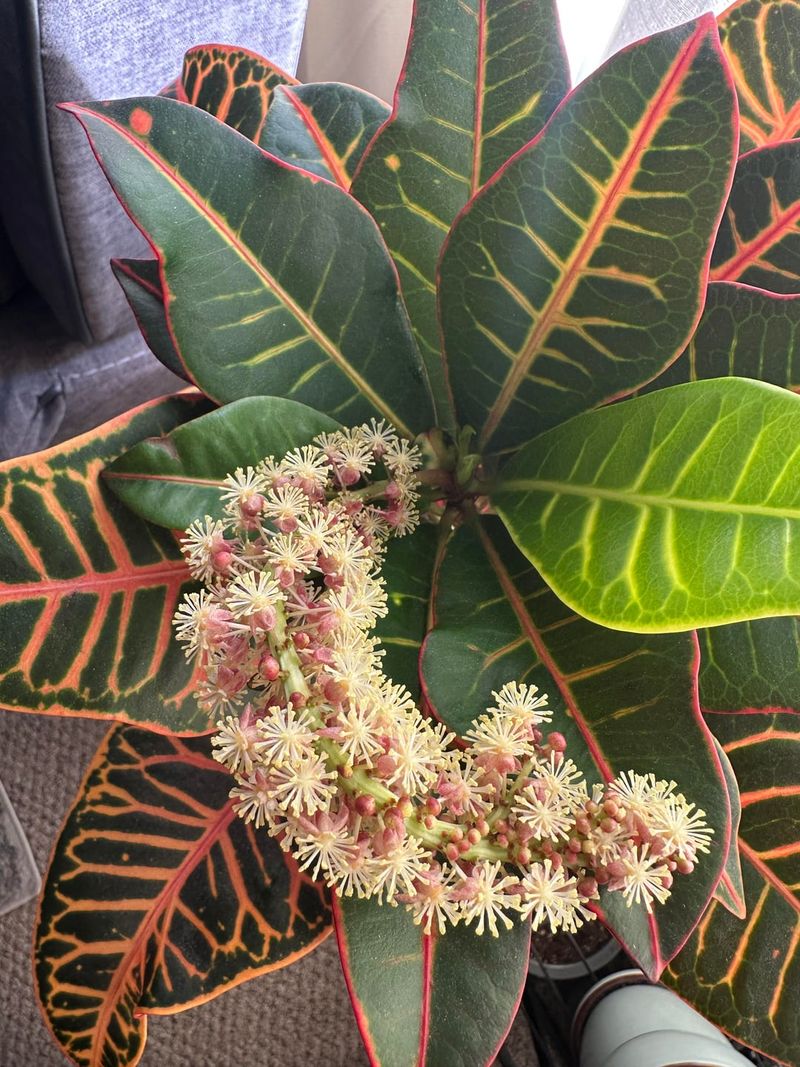 Why Crotons Start Looking Bare Near The Base Why Crotons Start Looking Bare Near The Base