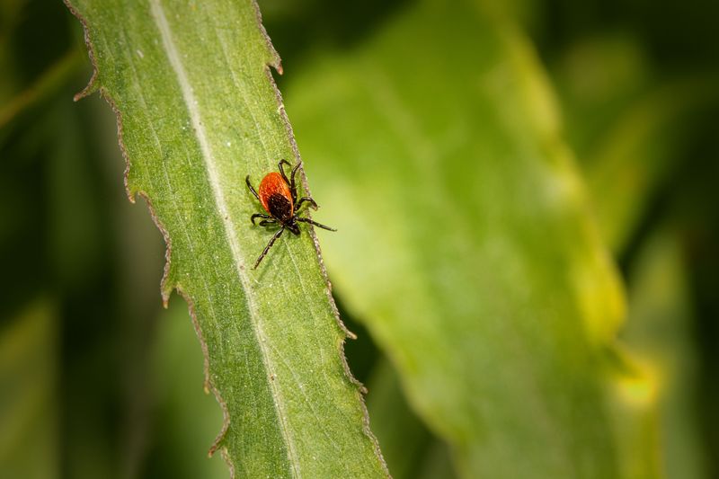 Why Deer, Ticks, And Rabbits Are Such A Persistent Challenge For Maryland Gardeners
