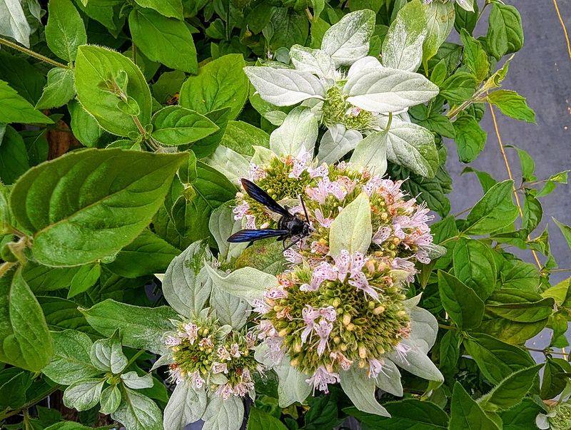 Why Deer Ticks And Rabbits Want Nothing To Do With Mountain Mint
