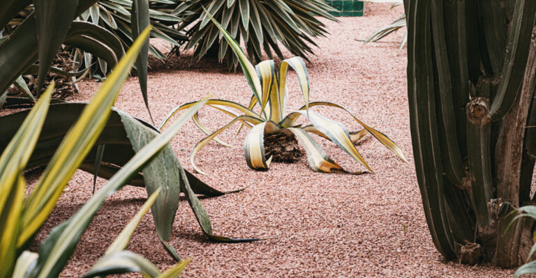 plant (featured image)