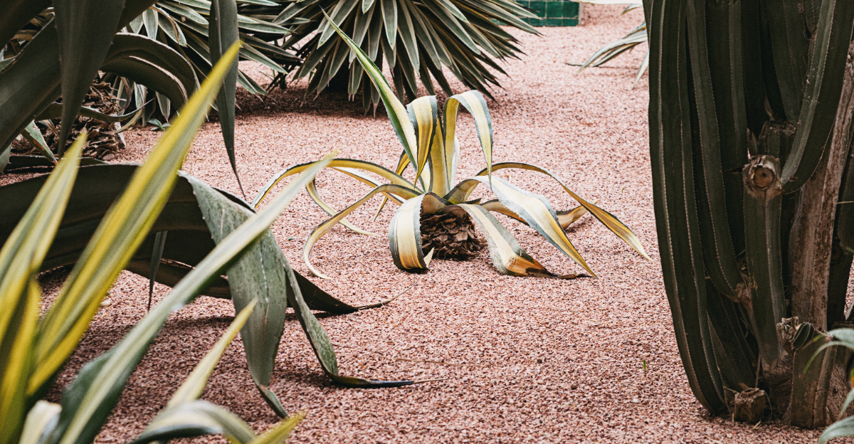 plant (featured image)
