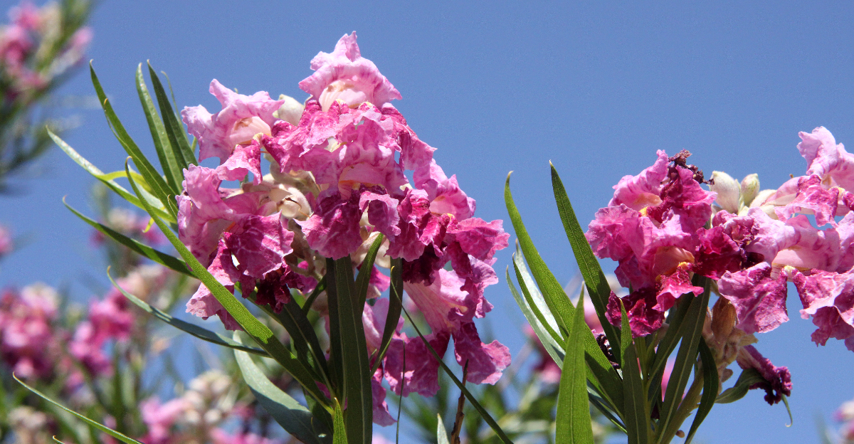 Image Credit: © Nature's Charm / Shutterstock