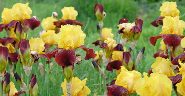 Why Dividing Bearded Iris Now Matters And What Skipping It Costs New Jersey Gardeners Next Spring