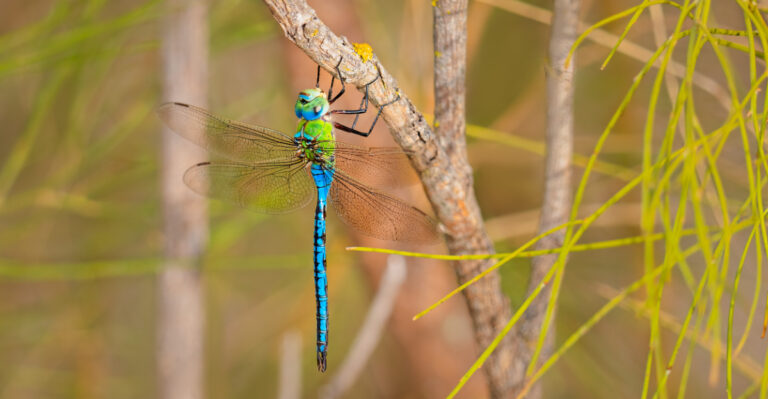 dragonfly (featured image)