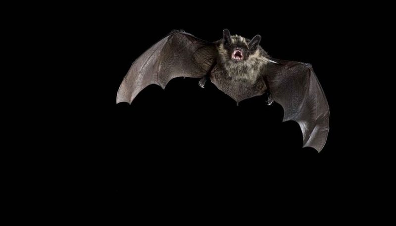 Why Dusk Is the Prime Time Bats Emerge and Become Visible