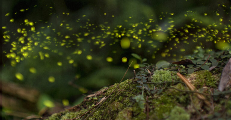fireflies (featured image)