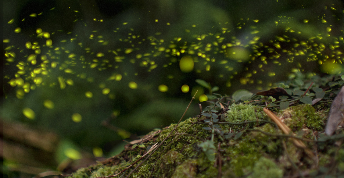 fireflies (featured image)