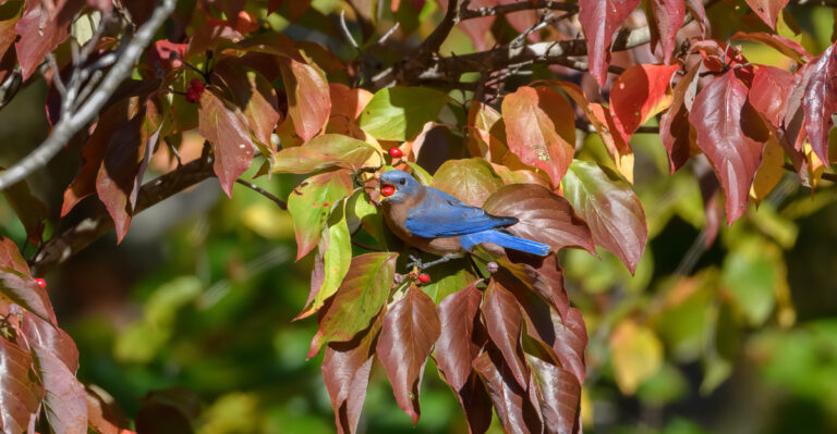Eastern bluebird (featured image)