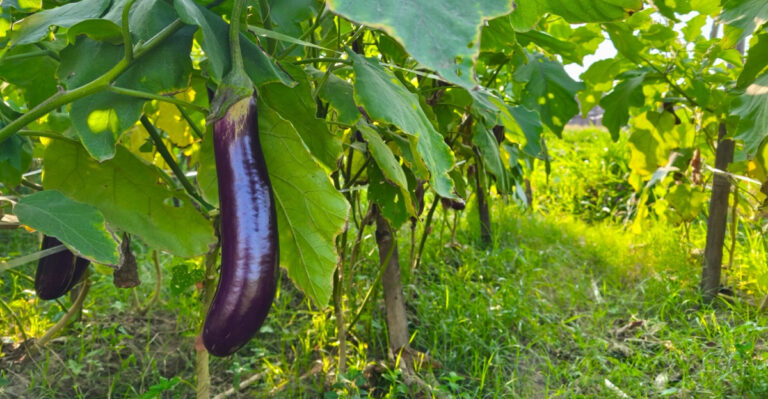Why Eggplant Is One Of The Most Overlooked Summer Vegetables In Georgia Gardens