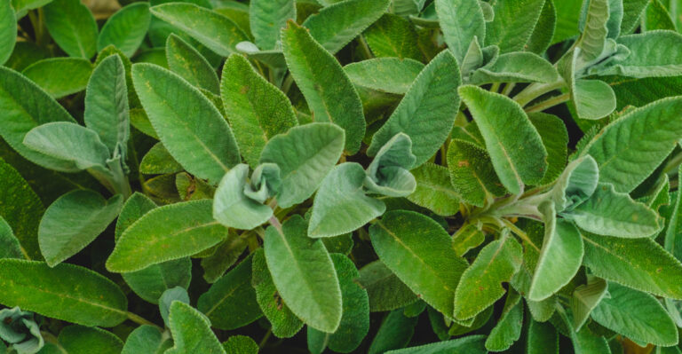 sage