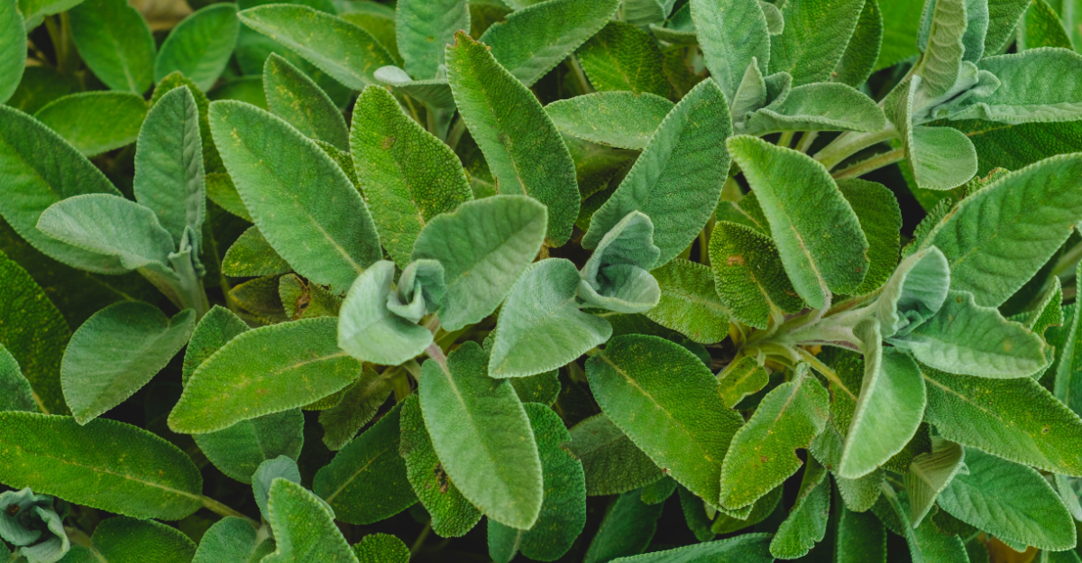 sage