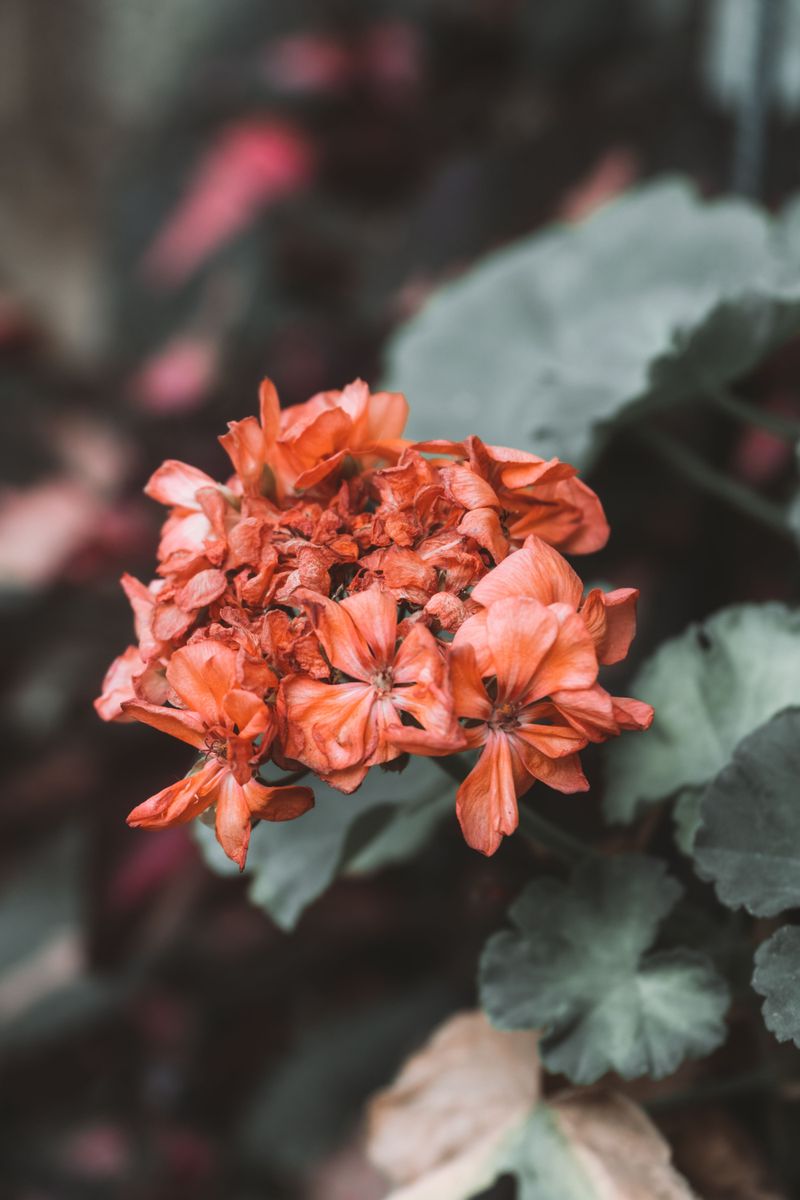 Why Faded Flowers Slow Down New Blooms