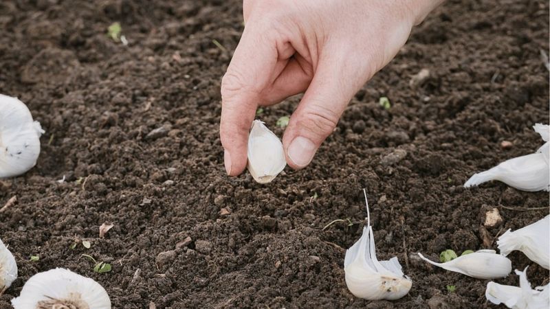 Why Fall Is the Right Time To Plant Garlic In Missouri Why Fall Is the Right Time To Plant Garlic In Missouri
