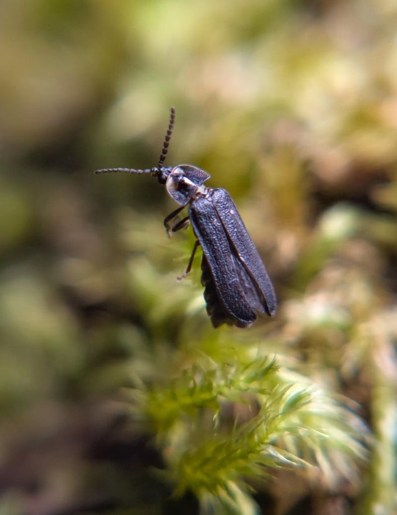 Why Fewer Fireflies Each Year Is Worth Paying Attention To Why Fewer Fireflies Each Year Is Worth Paying Attention To