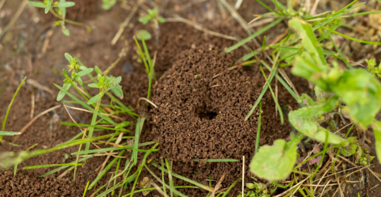Why Fire Ant Mounds Appear After Rain In Maryland (And What To Do About It)