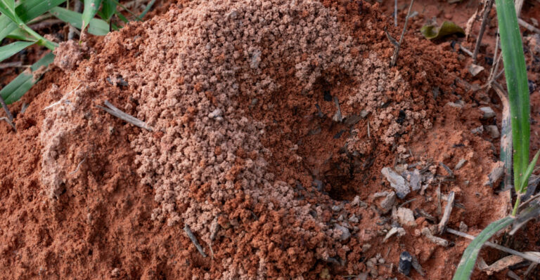 Why Fire Ant Mounds Keep Popping Up In Missouri Yards After Every Rain