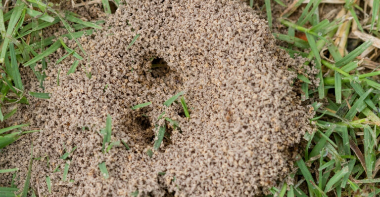 Why Fire Ant Mounds Take Over Virginia Yards With Every Summer Storm