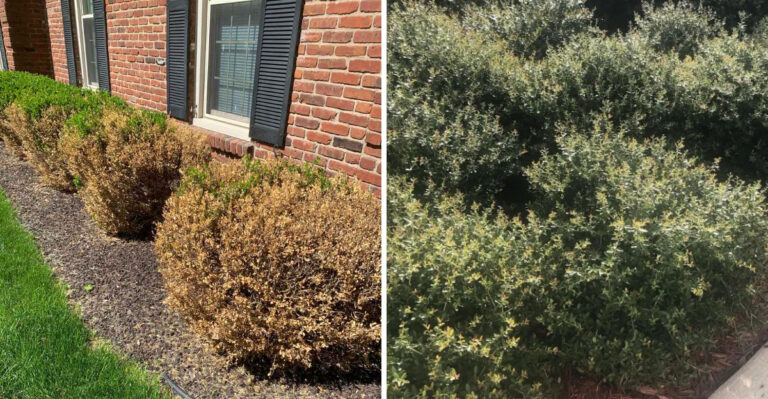 Why Florida Dwarf Yaupon Holly Gets Thin Spots And What To Fix First