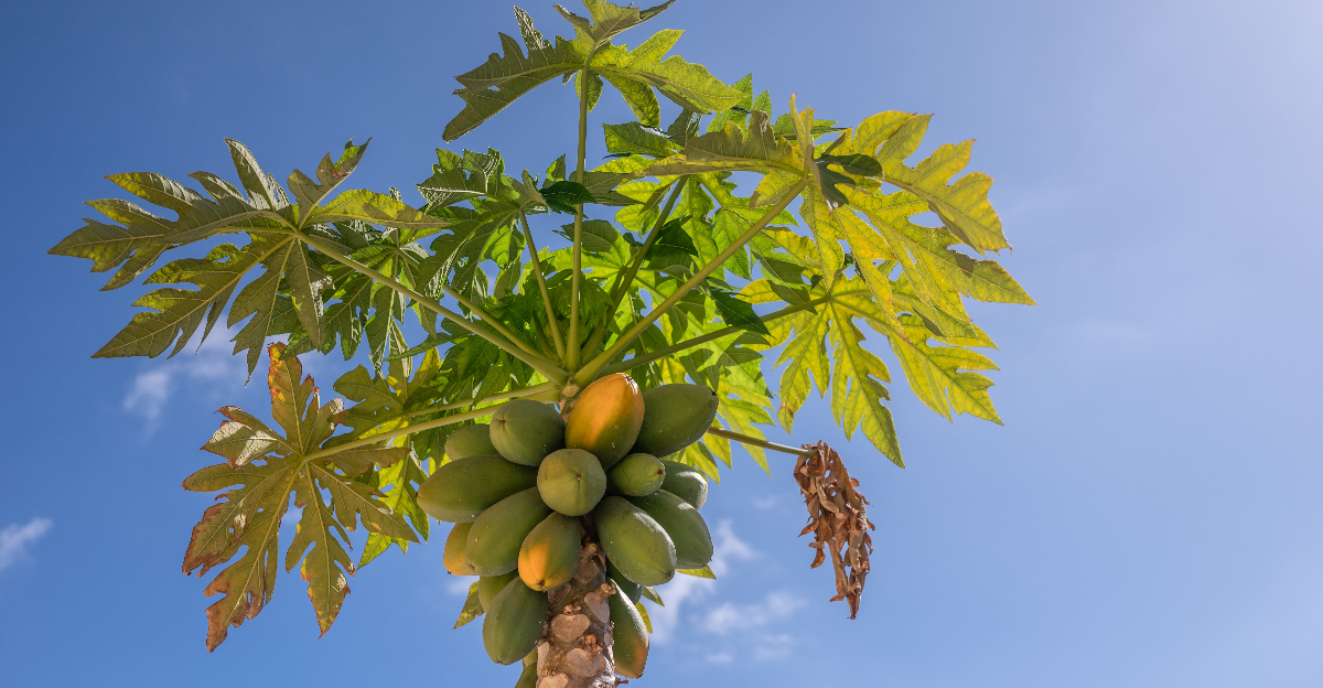 © Image Credit: Amovitania / Shutterstock