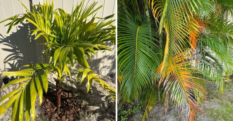 Why Florida Palm Fronds Turn Yellow And What The Color Is Telling You